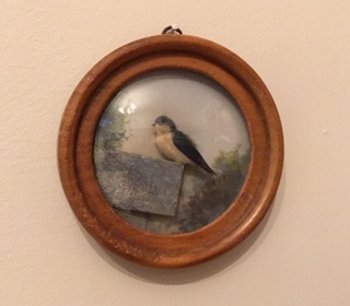 House Martin